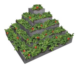 Pyramida na jahody Pyramida na jahody