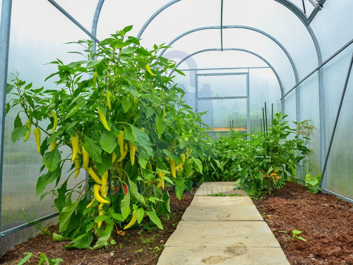 Úroda ze skleníku DODO 210 Úroda ze skleníku DODO 210