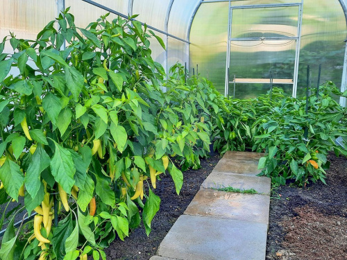 Úroda ze skleníku DODO 210 Úroda ze skleníku DODO 210