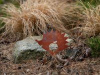 Dekorace zahradní JEŽEK, Corgarden