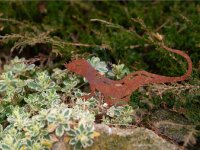 Dekorace zahradní JEŠTĚRKA, Corgarden