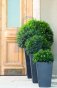 Květináč Rattan Planter